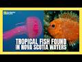 Tropical Fish Species are Showing up in Nova Scotia