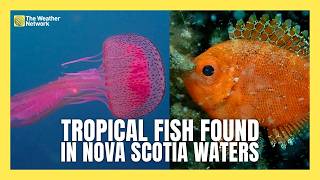 Tropical Fish Species are Showing up in Nova Scotia