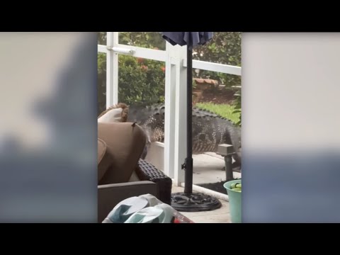 Alligator leisurely swims in backyard pool after breaking into Florida woman's living room