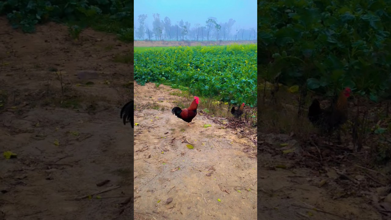 Galaxy Livestock farm 🐓 