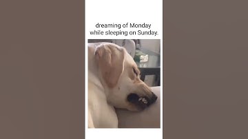 Daily mèmes for you pt.296 | #memes #funnymemes #dailymemes #trending #viral #shorts