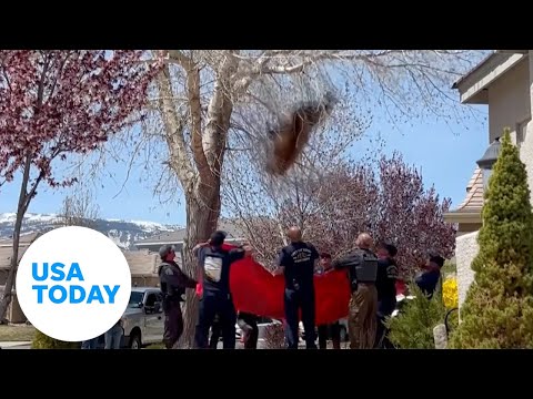 Bear drops from tree, caught by Nevada firefighters after getting stuck | USA TODAY