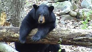 black bear video cute