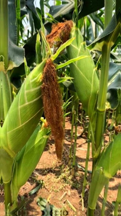 honey sweetcorn, 2 ears per tree