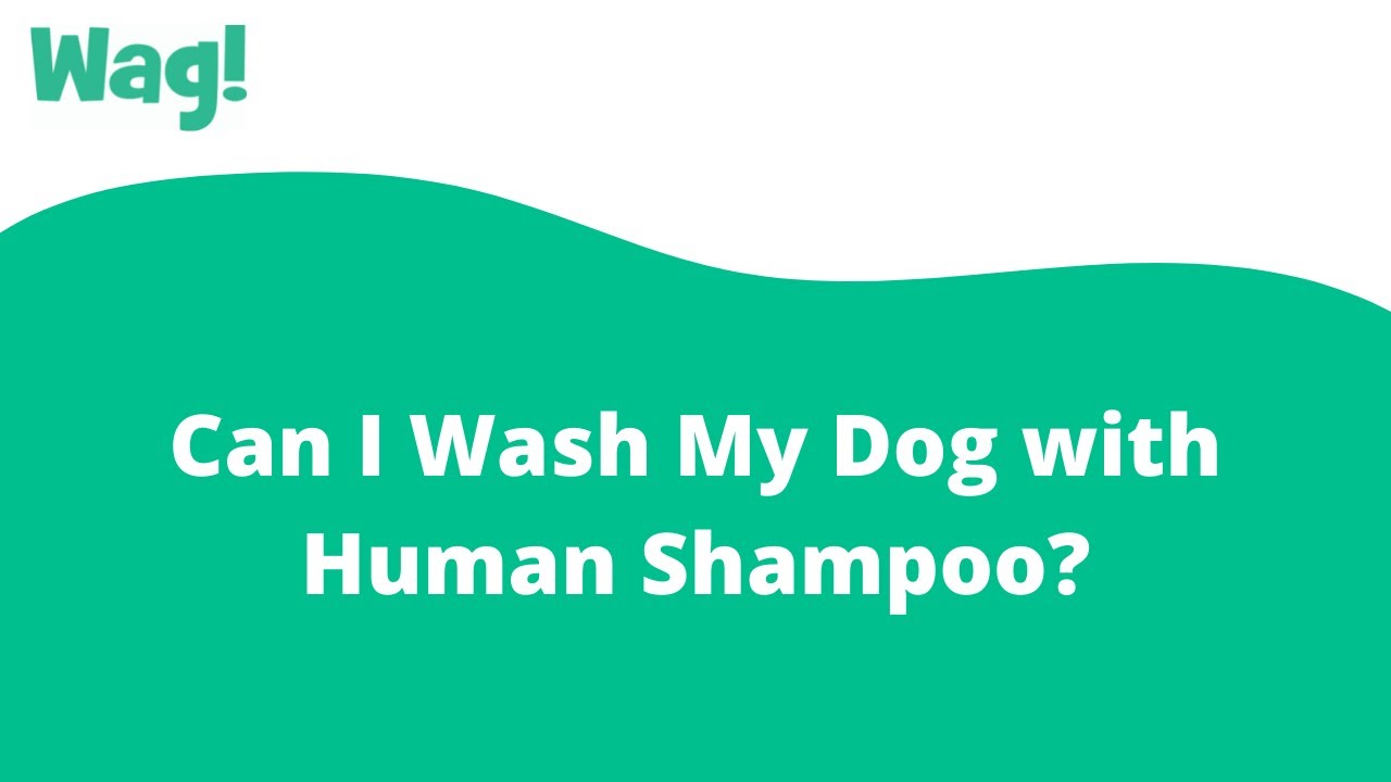 røgelse På kanten Sygdom Can I Wash My Dog with Human Shampoo? | Wag! - YouTube