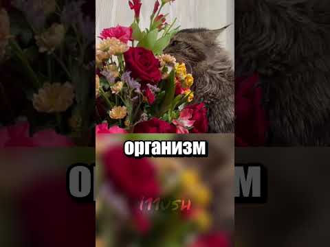 Цветочный перекус