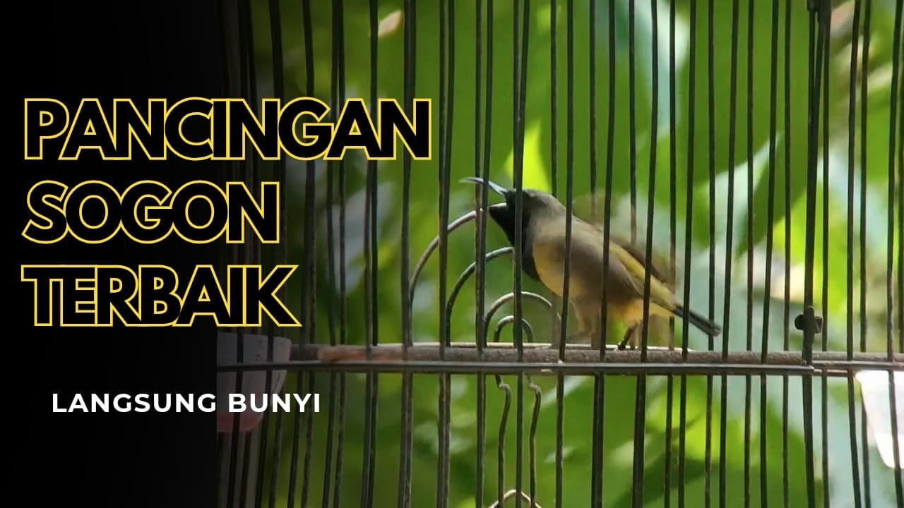 🔴 Pancingan Sogon Bahan 🔥 Auto Ngleper & Rajin Bunyi Seharian