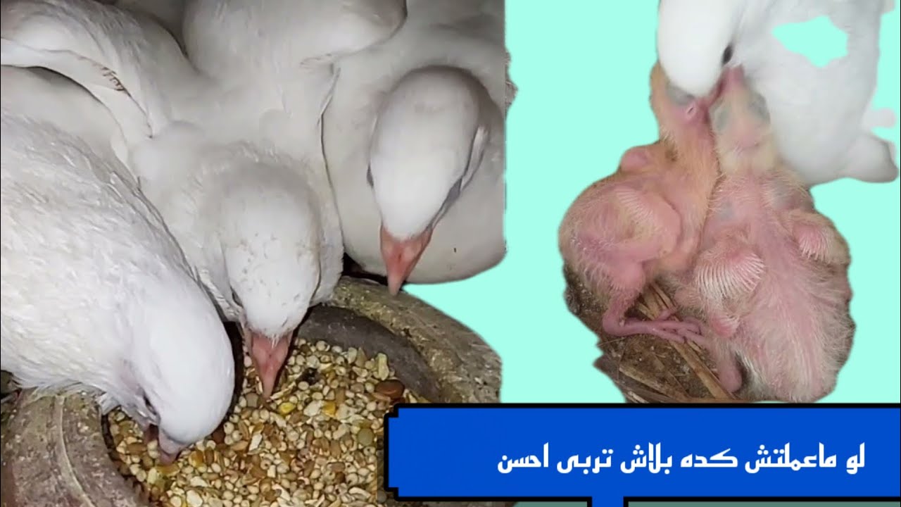 جوع الحمام تاخد زغلول كبير