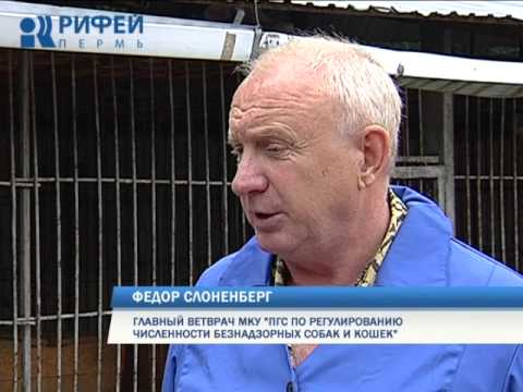 В Перми стартовал массовый отлов бродячих собак