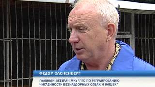 В Перми стартовал массовый отлов бродячих собак В Перми стартовал массовый отлов бродячих собак