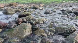Relaxing River Sounds - Peaceful Forest River - 3 Hours Long - HD 1080p - Nature Video