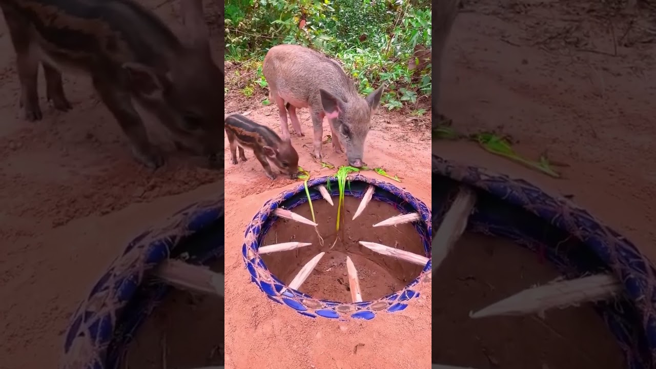 Incredible Best Wild boar Trap Using Motorcycle tires That Work 100%  