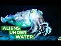 Cuttlefish - Underwater Aliens | Free Documentary Nature