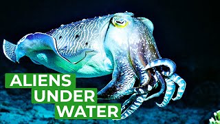 Cuttlefish  Underwater Aliens | Free Documentary Nature