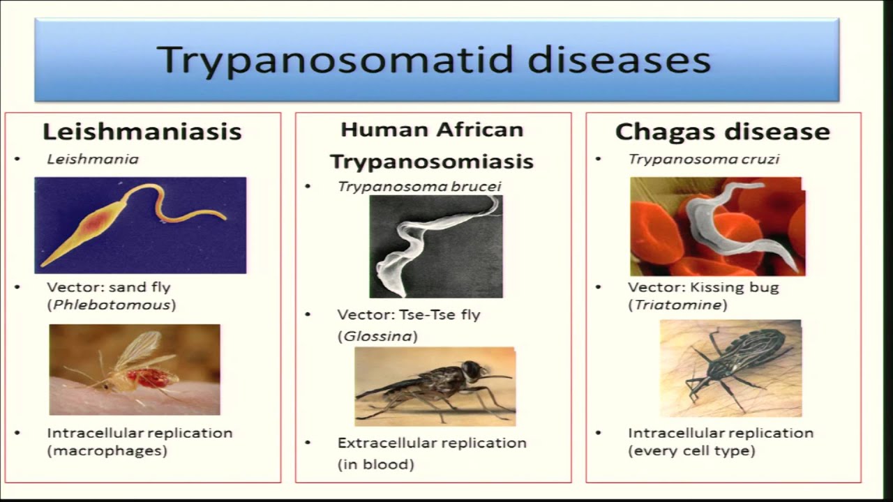 Dr. Ana Rodriguez - Malaria-Induced Inflammation and Trypanosomatid Drug Development