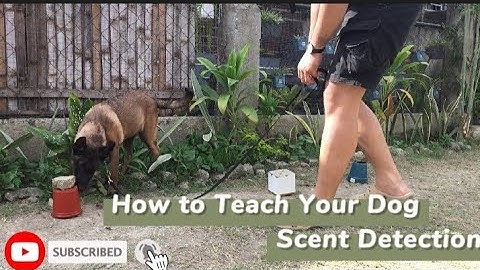 Teach your dog scent detection part 2