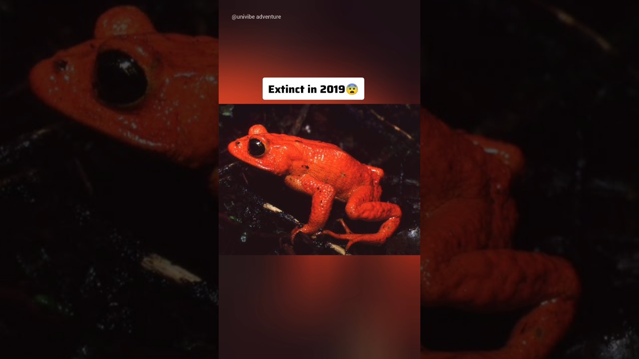 Последнее поколение: недавно вымершие животные 