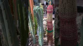 Rooting a Grecas 🎬 “take one” ☝️ #cactusjeff #grecas #rooting #myrtillocactusgeometrizans #mutant