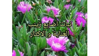 نبات اصابع زينب ( اصابع العروس ) carpobrotus edulis طرق العناية و الإكثار.