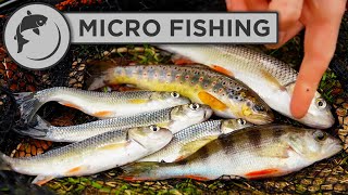 An Introduction To Micro Fishing - Multi Species Stream Adventure