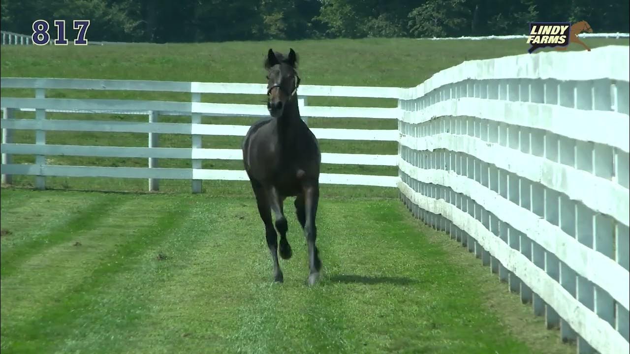 Lexington Selected Yearling Sale Hip 817 Knoxville Lindy YouTube