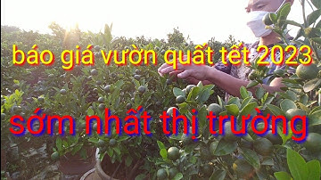 Báo giá vườn quất tết 2023 sớm nhất thị trường, quất tết 2023 trên chum chậu, quất dù