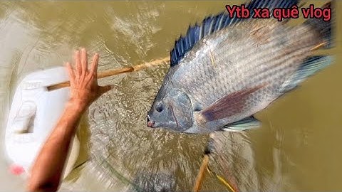 Săn tìm cá Lớn sau cơn mưa lũ Chích Cá trên gốc Cây to ngã | xa quê vlog 