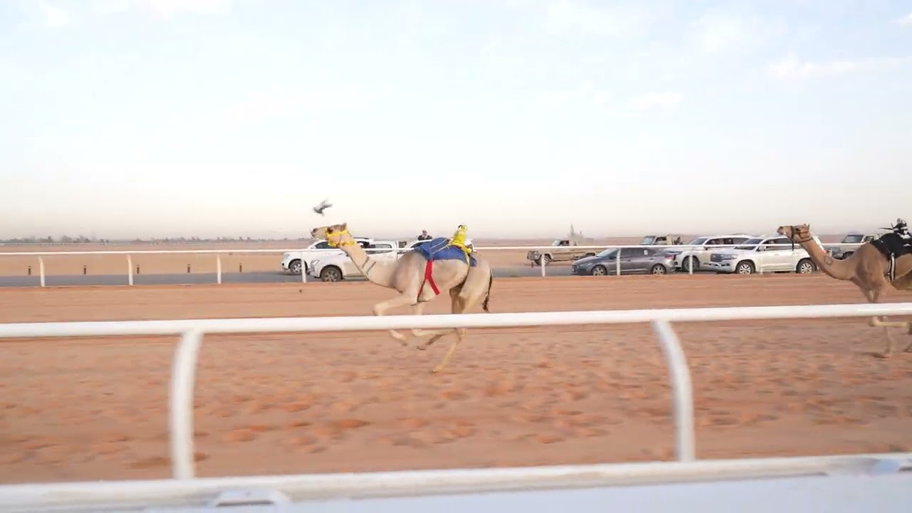 الشوط السادس