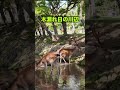 木漏れ日の川辺