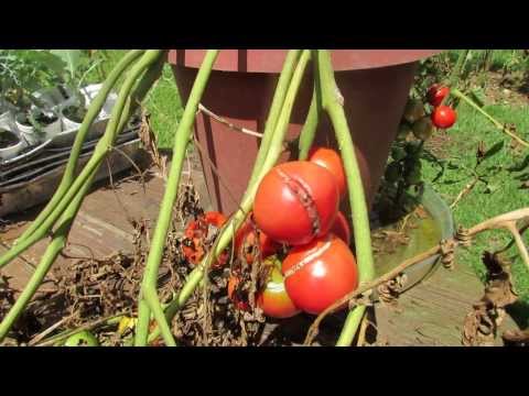 Video: Vad som orsakar ovanliga tomater: förklarar tomatfruktdeformiteter