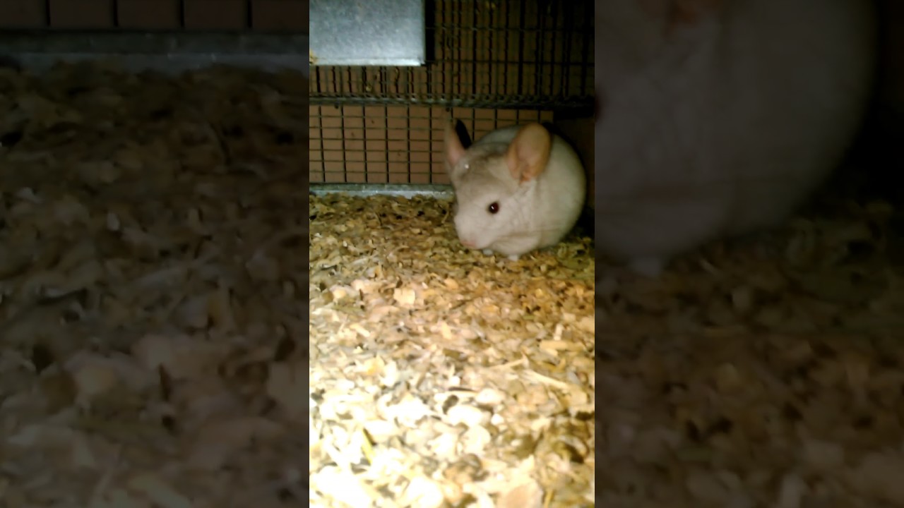 Little socializing with our kits.