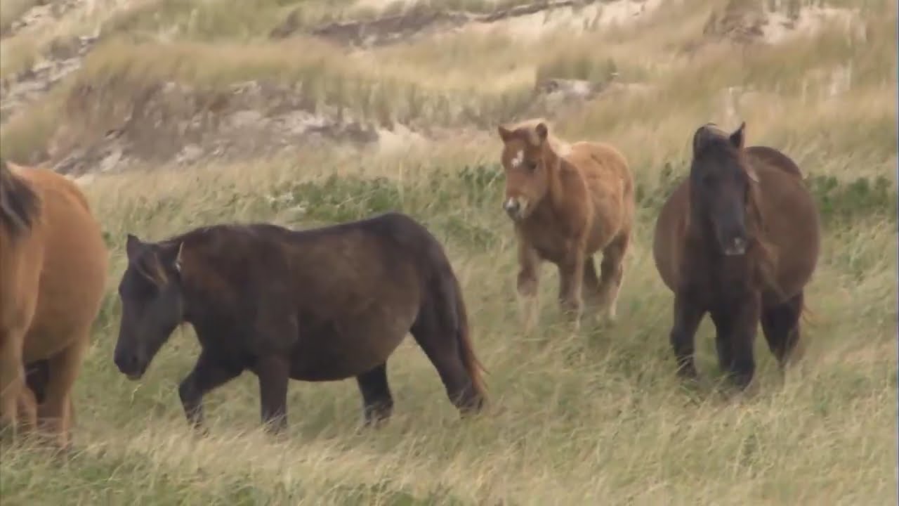 Konji ponovo jure ep. 1403 22.11.2024.