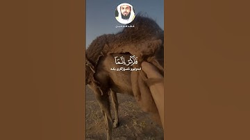 خالد الجليل - سورة الغاشية - تلاوة خاشعة #خالد_الجليل #الابل