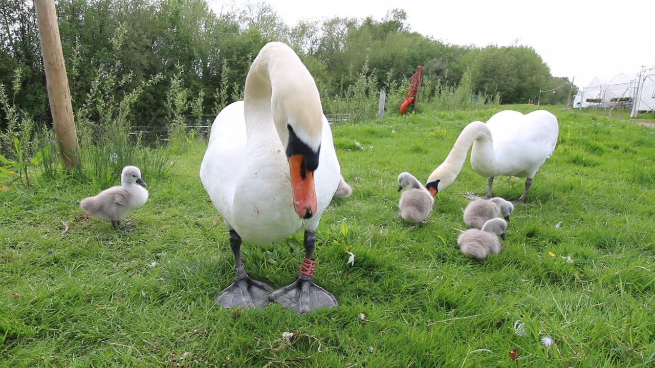Cygnets feat Stompy boy