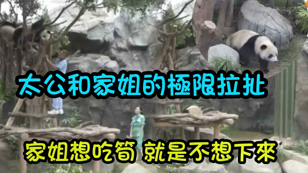 3月3日   太公和奶媽過啦叫家姐細佬下樹吃筍，活動活動，細佬下來去看看媽媽在不在，最後一齊去小賣部吃筍喇 #香港大熊貓  #大熊貓加加得得