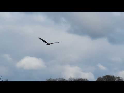 Marsh Harrier Footage