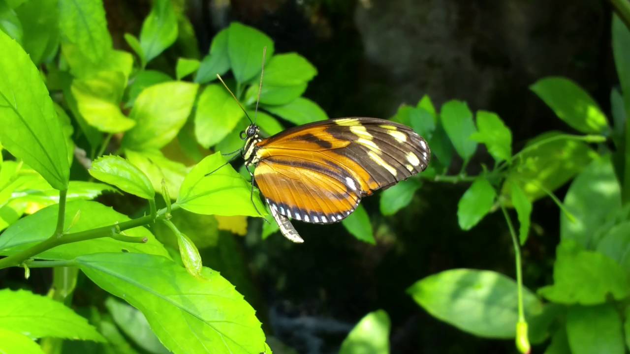 camera iphone 8 plus apk Butterfly house
