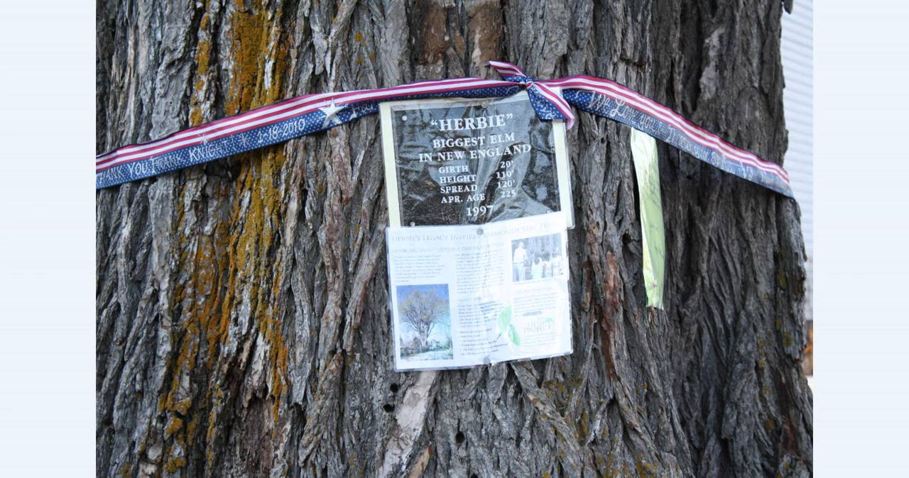 Herbie New England's Tallest elm tree YouTube