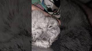 #yutubeshorts #cute #cuterabbit #rabbit #kpop #bts #btsarmy #swim #mycuterabbit #subscribe