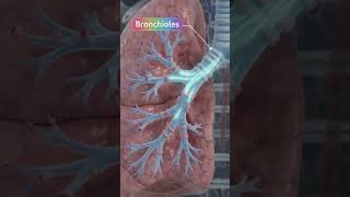 Breathing process in human body#study #scienceshorts #studyscience