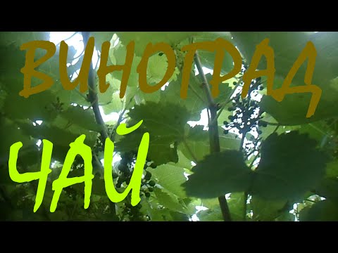 Обрезаю лозу винограда. Чай из листьев винограда!