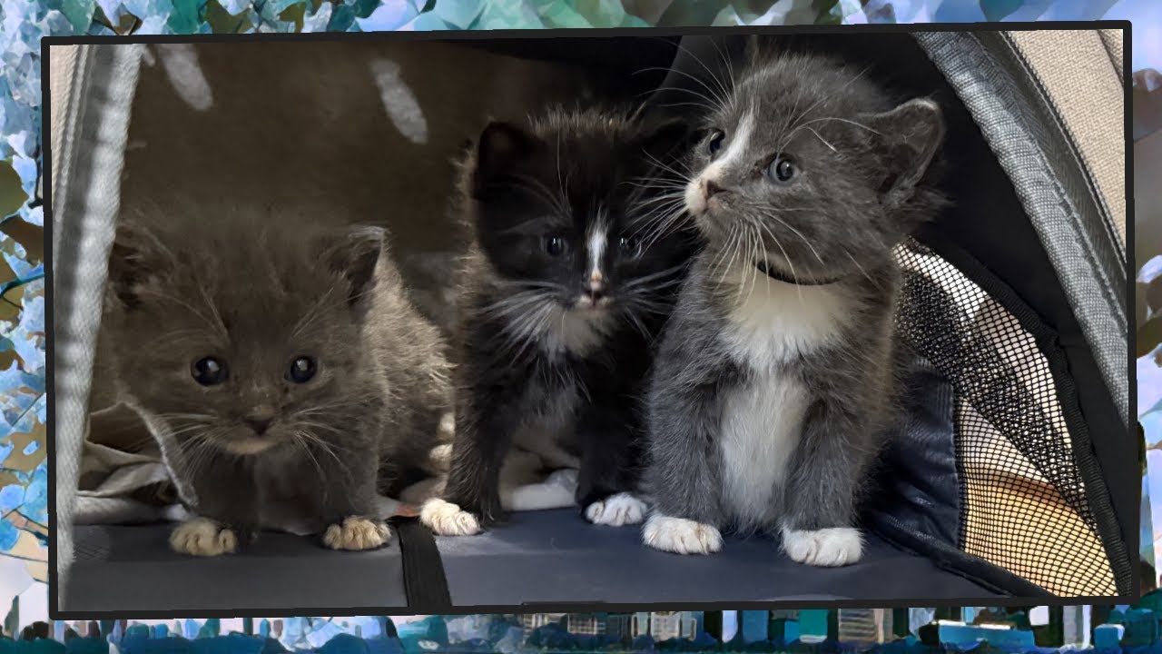 Foster Kitten Livestream (S13, E49 - FINALE) - Jan 6, 2025 - YouTube