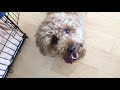 Poodle barking and playing  teddy bungoo