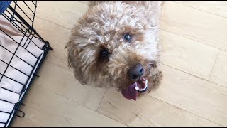 Poodle BARKING AND PLAYING | Teddy Bungoo