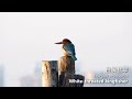 深圳灣觀鳥日記13（2020 12 19）Birding at Shenzhen Bay 13