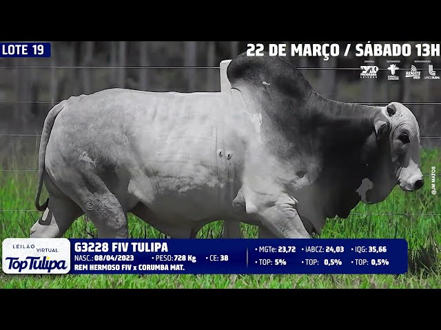 LOTE 19   TUL 3228