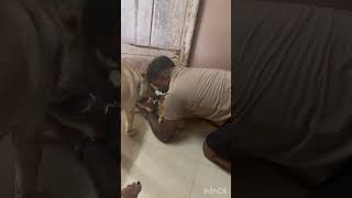 ഈ പുന്നാരിപ്പ് ഒന്ന് കാണെണ്ടതു തന്നേ #viralvideos #cutelove #pets #petlover