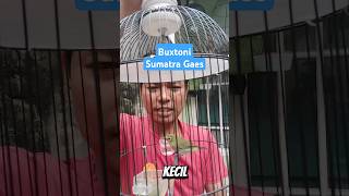 Buxtoni sumatra guys.. #kicaumania #plecimaniaindonesia #plecibirdcompetition #plecicompetition #...
