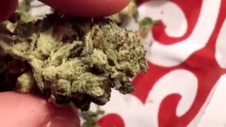 Gorilla glue #4