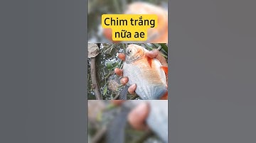 Câu cá chim trắng sông #shorts #fishing